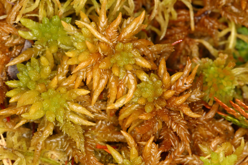 Sphagnum papillosum